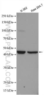 MEK4 Antibody in Western Blot (WB)