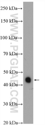 MEK4 Antibody in Western Blot (WB)