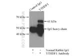 YTHDF1 Antibody in Immunoprecipitation (IP)