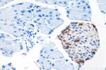 Somatostatin Antibody in Immunohistochemistry (Paraffin) (IHC (P))