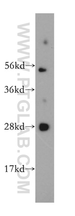 MED20 Antibody in Western Blot (WB)