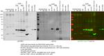 SLC25A33 Antibody in Western Blot (WB)