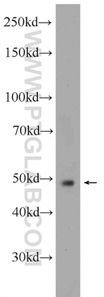 PD-L1/CD274 Antibody in Western Blot (WB)