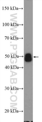 PD-L1/CD274 Antibody in Western Blot (WB)