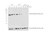 Mouse IgG1 Secondary Antibody in Western Blot (WB)