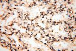 PDH E1 alpha Antibody in Immunohistochemistry (Paraffin) (IHC (P))