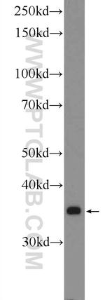 COX18 Antibody in Western Blot (WB)