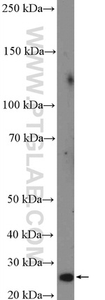 HOXA6 Antibody in Western Blot (WB)