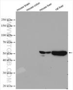 CYP3A4 Antibody in Western Blot (WB)