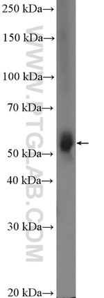 CYP3A4 Antibody in Western Blot (WB)