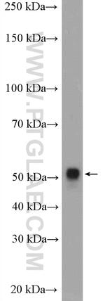 CYP3A4 Antibody in Western Blot (WB)