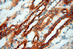 MMP28 Antibody in Immunohistochemistry (Paraffin) (IHC (P))