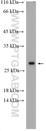 HSP27 Antibody in Western Blot (WB)