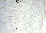 MEF2C Antibody in Immunohistochemistry (Paraffin) (IHC (P))