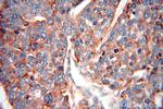 PSAP Antibody in Immunohistochemistry (Paraffin) (IHC (P))