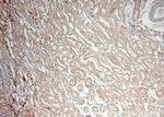 GABARAPL1 Antibody in Immunohistochemistry (Paraffin) (IHC (P))