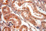 GABARAPL1 Antibody in Immunohistochemistry (Paraffin) (IHC (P))