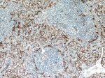 CD36 Antibody in Immunohistochemistry (Paraffin) (IHC (P))