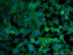 EGFR Antibody in Immunocytochemistry (ICC/IF)