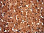 SGMS1 Antibody in Immunohistochemistry (Paraffin) (IHC (P))