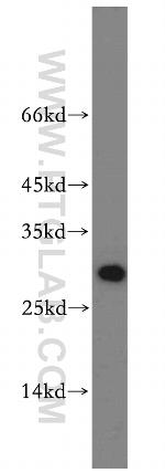 SPIN1 Antibody in Western Blot (WB)