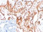 Fetuin/AHSG (alpha 2-HS glycoprotein) Antibody in Immunohistochemistry (Paraffin) (IHC (P))