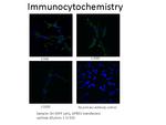 GPR50 Antibody in Immunocytochemistry (ICC/IF)