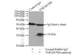 TMEM176B Antibody in Immunoprecipitation (IP)