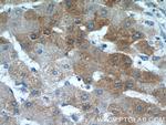 hIST1 Antibody in Immunohistochemistry (Paraffin) (IHC (P))