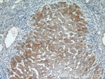 hIST1 Antibody in Immunohistochemistry (Paraffin) (IHC (P))