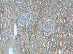 hIST1 Antibody in Immunohistochemistry (Paraffin) (IHC (P))