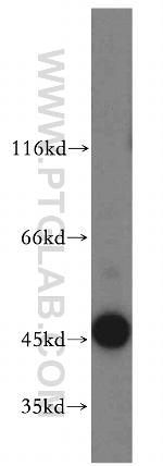 MRI1 Antibody in Western Blot (WB)