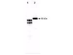 Fetuin Antibody in Western Blot (WB)