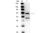 Bilirubin Oxidase Antibody in Western Blot (WB)