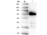 Alkaline Phosphatase Antibody in Western Blot (WB)