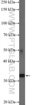 TSPAN32 Antibody in Western Blot (WB)