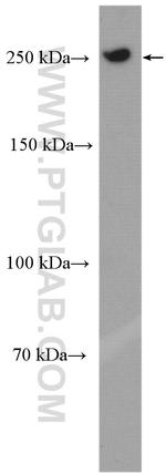 POLR2A Antibody in Western Blot (WB)