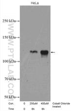 HIF1a Antibody in Western Blot (WB)