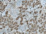 ACE2 Antibody in Immunohistochemistry (Paraffin) (IHC (P))