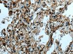 ACE2 Antibody in Immunohistochemistry (Paraffin) (IHC (P))