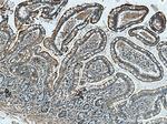 ACE2 Antibody in Immunohistochemistry (Paraffin) (IHC (P))