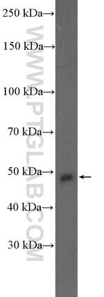 S1PR2 Antibody in Western Blot (WB)