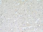 HAPLN4 Antibody in Immunohistochemistry (Paraffin) (IHC (P))