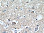 HAPLN4 Antibody in Immunohistochemistry (Paraffin) (IHC (P))