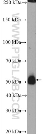 TMEM195 Antibody in Western Blot (WB)
