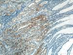 VANGL2 Antibody in Immunohistochemistry (Paraffin) (IHC (P))