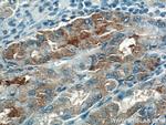 VANGL2 Antibody in Immunohistochemistry (Paraffin) (IHC (P))