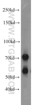 VANGL2 Antibody in Western Blot (WB)