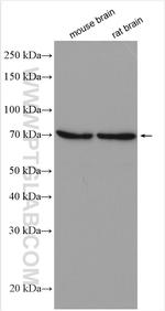 VANGL2 Antibody in Western Blot (WB)