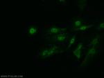 Arp5/ACTR5 Antibody in Immunocytochemistry (ICC/IF)